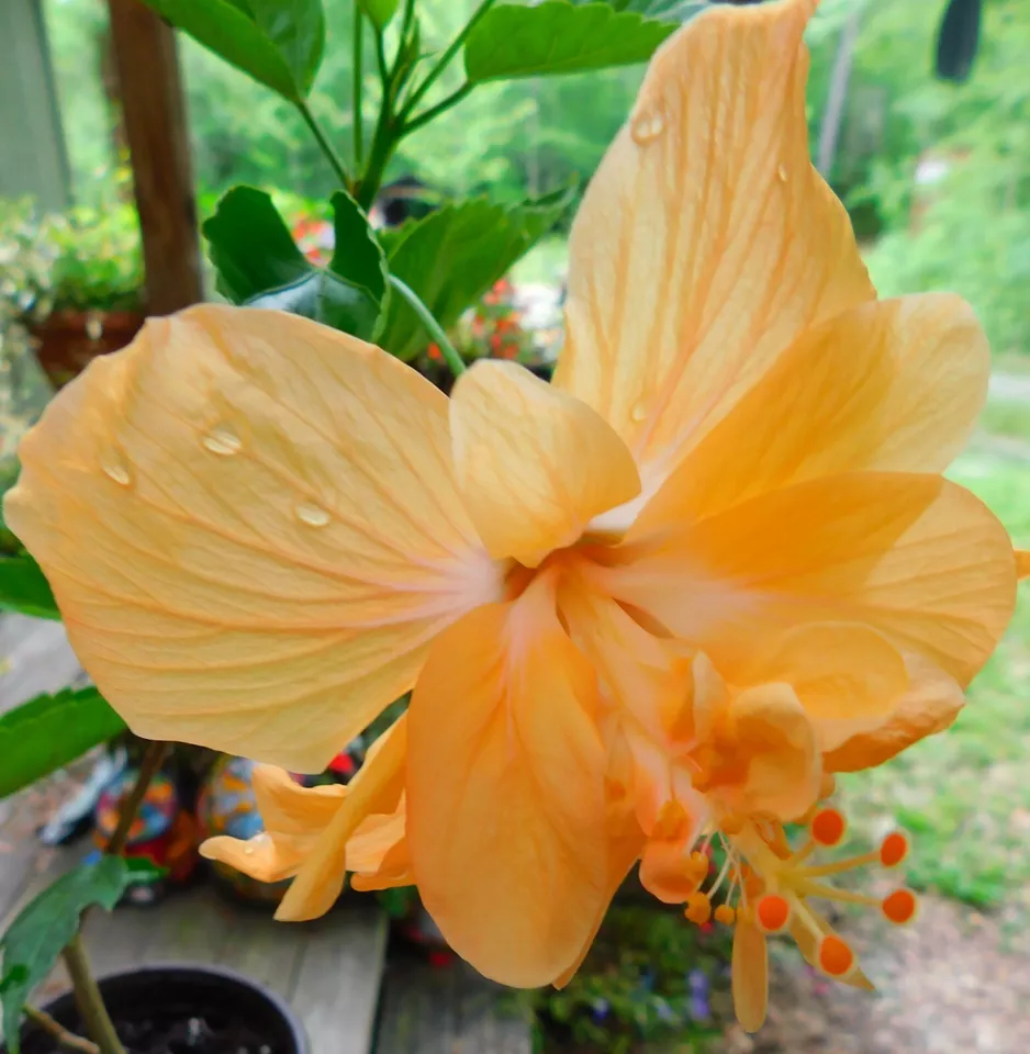 Double Peach Hibiscus 4&quot; Pot Seedling Starter Plant - $30.99