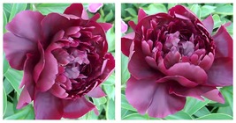 40 Seed Hei Qishi Peony Large Double Blooms Deep Red-Black Hues Subtle Fragrance - £11.72 GBP
