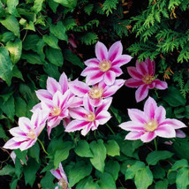 Bee&#39;s Jubilee&#39; Clematis 20 seeds - £7.95 GBP