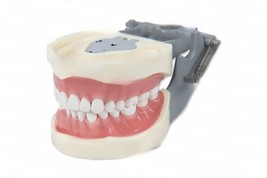 DENTAL TYPODONT MODEL 200 WITH REMOVABLE TEETH KILGORE NISSIN TYPE  - £33.01 GBP