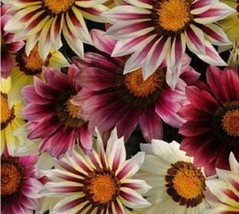 50 Gazania Seeds Day Strawberry Shortcake Mix Seeds Flower Seedsgarden Beautiful - £16.79 GBP