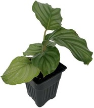 4&quot; Pot Calathea Orbifolia Peacock Orbit Plant Easy House Live Plant - Garden - £82.32 GBP