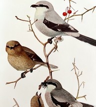 Northern And Migrant Shrikes 1936 Bird Lithograph Color Plate Print DWU12C - $458.55 MXN