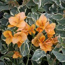 Delta Dawn Variegated Bougainvillea starter/plug Plant Well Rooted Gardening - $50.99