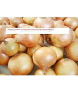 Texas Grano 502 Onion Seeds - NON-GMO - Vegetable Seeds - BOGO - £0.77 GBP