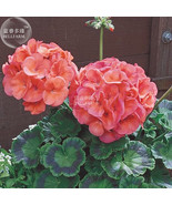 New Fresh Geranium Bright &amp; Coral Orange Flowers Seeds 10 Seeds Big Bloo... - $222.15 MXN