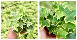 Live Plant Gold Child Variegated English Ivy Plant in 4” Pot - £29.05 GBP