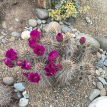 Seeds USA Seller Echinocereus Engelmannii - Strawberry Hedgehog Cactus S... - £7.21 GBP