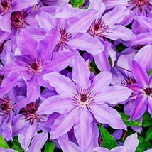 25 Lilac Clematis Seeds Climbing Perennial Plumeria Bloom Seed - £8.01 GBP