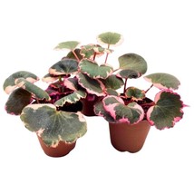 2 inch Variegated Strawberry Begonia Set of 3 Saxifraga stolonifera - $69.53