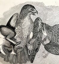 Red Tailed Buzzard With Prey Victorian 1856 Bird Wood Engraving Nature D... - $39.99