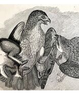 Red Tailed Buzzard With Prey Victorian 1856 Bird Wood Engraving Nature D... - $56.04 CAD