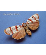 Red Striped Moth Cyana Bacilla Taxidermy Framed Entomology Collectible S... - $58.99