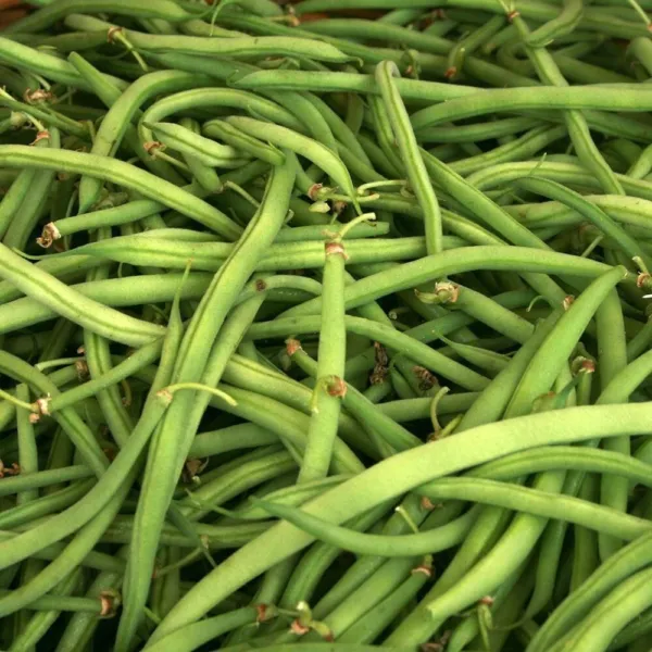 Kentucky Wonder Green Bush Bean 50+Seeds Vegetable Heirloom Non Gmo Fresh Garden - £8.63 GBP