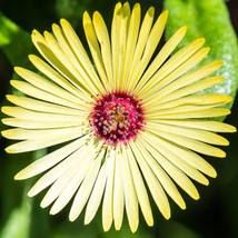 100 Gelato Yellow Ice Plant Mesembryanthemum Daisy Livingstone Flower Seeds Gard - £9.28 GBP