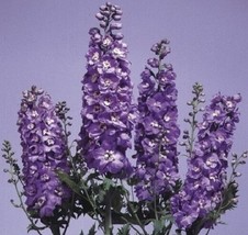 US Seller Free Shipping 50 Delphinium Seeds Pennant Lavender With White ... - £11.27 GBP