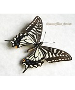 Papilio Xuthus Hawaiian Swallowtail Butterfly Entomology Collectible Sha... - €47,18 EUR