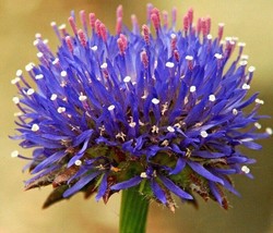 SR12Store 40 Jasione Blue Light Flower Seeds Scabiosa Pincushion Family Perennia - £8.32 GBP