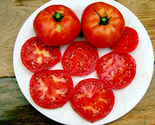 50 Seeds Peron Tomato Vegetable Garden - $9.70