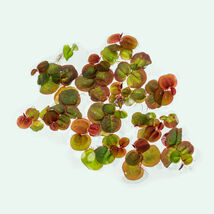 Red Root Floater Live Aquarium Plant – Floating Freshwater Plant - $5.93