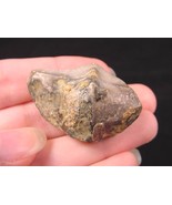 (F-530) fossil bivalve sea shell specimen Liaoning, China fossils shells - $10.39