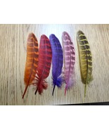 Lot of 10 Dyed Domestic Ringneck Pheasant 5&quot; Wing Quill Feather - £3.09 GBP