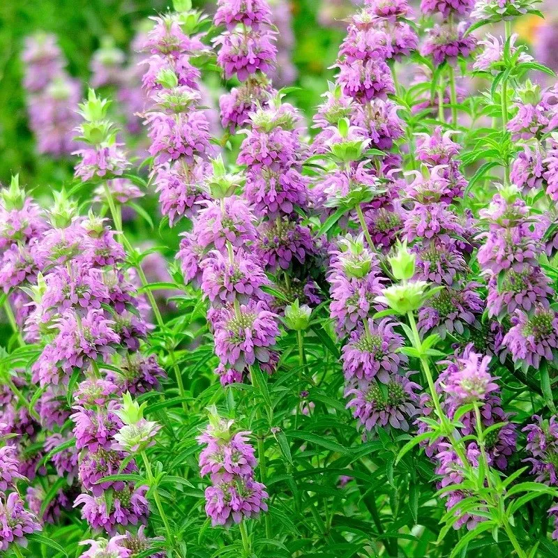 SGH 300 Lemon Mint Flower Perennial Native Wildflower Herb Garden Planting Seeds - $9.63