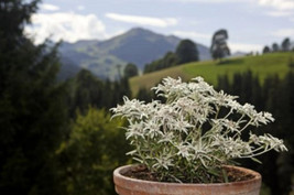 SEPTH 200+ Edelweiss Herb Seeds (Leontopodium Alpinum) - £4.87 GBP