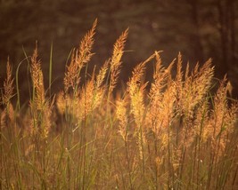 Sorghastrum Nutans (Indian grass Nebraska) 100 seeds - £1.47 GBP