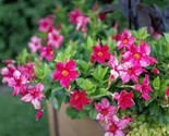 Mini Calibrchoa Million Bells Annual Flower Bonsai Vary Colors 100 PCS S... - $9.85