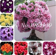 Worldwide Shipping 100 Pcs/Bag Japanese Azalea See Ed Rhododendron Azalea Flower - £10.44 GBP