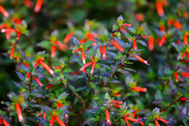 VP 10 Red Cigar Plant Mexican Firecracker Cuphea Ignea Hummingbird Flower Seeds - £3.36 GBP