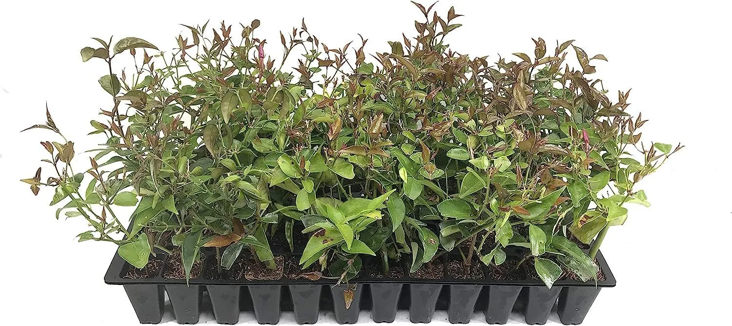 Star Jasmine Live Plants Jasminum Nitidum Fragrant Blooming - £53.39 GBP