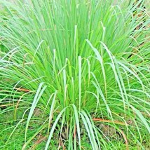 LimaJa FRESH Lemongrass Seeds Non-GMO Seeds Lemon Grass 400 Mosquito Repellent H - £4.79 GBP