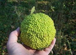 10 Hedge Apple Osage Orange Horse Apple Monkey Ball Maclura Pomifera Tree Seeds  - $15.20