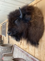 Real Buffalo / Bison Shoulder Taxidermy Mount New - £2,190.60 GBP