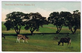 Postcard Cattle View The Old Fort Windsor Nova Scotia - £6.23 GBP