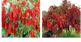 Weeping Bottlebrush Flower Tree 100 Seeds Garden Plant (Callistemon Viminalis) - £16.51 GBP