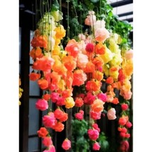 25+ Rainbow Weeping Begonia Seeds – Cascading Colorful Flowering Plants - $16.50