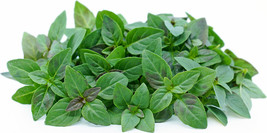 200 Spicey Globe Basil Seeds Fresh Fast Shipping - $3.36