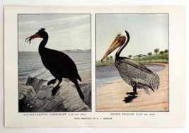 1927 Cormorant And Brown Pelican Bird Art Plate Color Book Print Wildlif... - $19.99