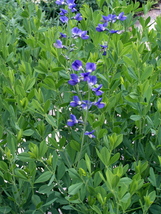 Baptisia Australis 75 Seeds for Planting | Blue Wild Indigo | Native Perennial S - $17.00