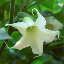 Brugmansia Arborea Angel Trumpet Trompe Of Angels Tree Flower Venus Fresh Seeds  - £12.32 GBP