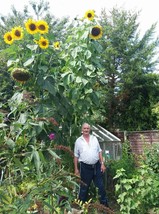 Grow In US 50 King Kong Sunflower Seeds / Largest &amp; Tallest Multi Headed Variety - £8.62 GBP