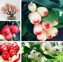 US Seller 50Pcs Wax Seeds Tropical Fruit Tree Seeds Planting Is Simple Novel Pla - $14.70