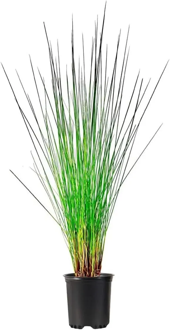 Muhly Grass Live Quart Size Plants Muhlenbergia capillarisdeal for - £32.54 GBP