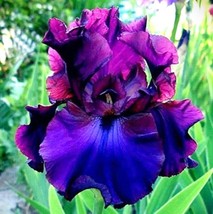 USA Store 40 Seeds Iris Seeds Fragrant Flower Plant Fast Ship - £10.44 GBP