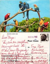 Florida Miami Parrot Jungle Macaws Posted 1968 to Faye Platt Moravia IA Postcard - £7.51 GBP