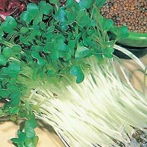 10 gram onion sprouting seeds  mnhg thumb200