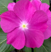 25 Pc Seeds Vinca Virtuosa Orchid Flower, Vinca seeds for Planting | RK - £14.94 GBP